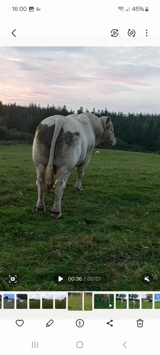 Bull for sale - Image 3