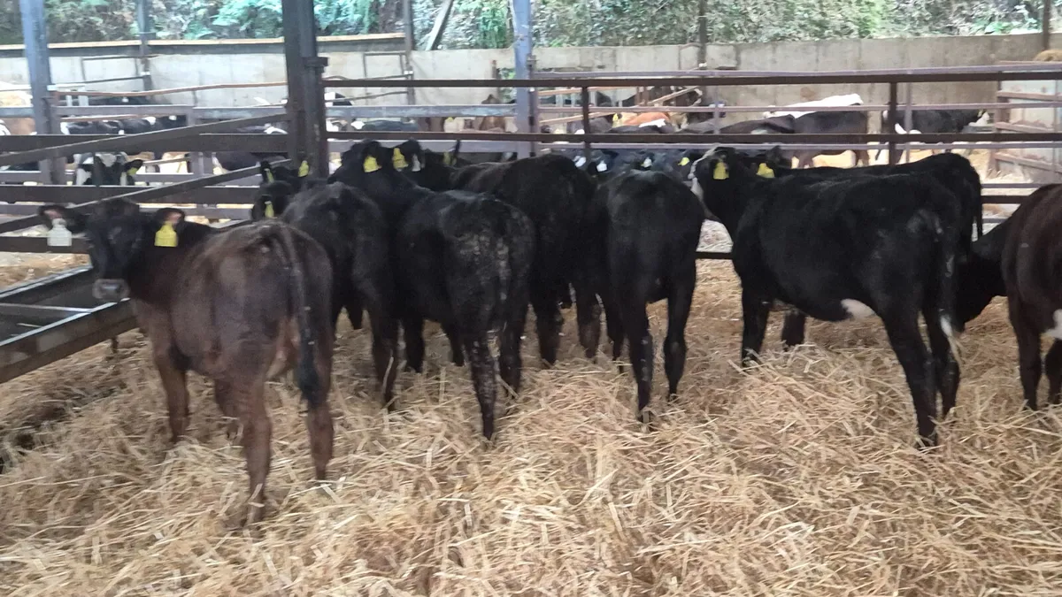 10 Heifer calves for sale - Image 3