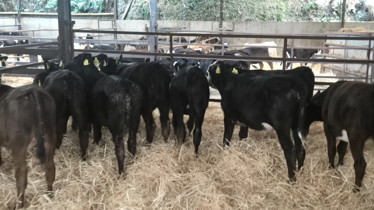 10 Heifer calves for sale - Image 1