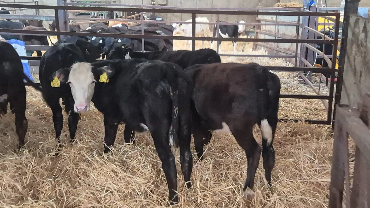 10 Heifer calves for sale - Image 4