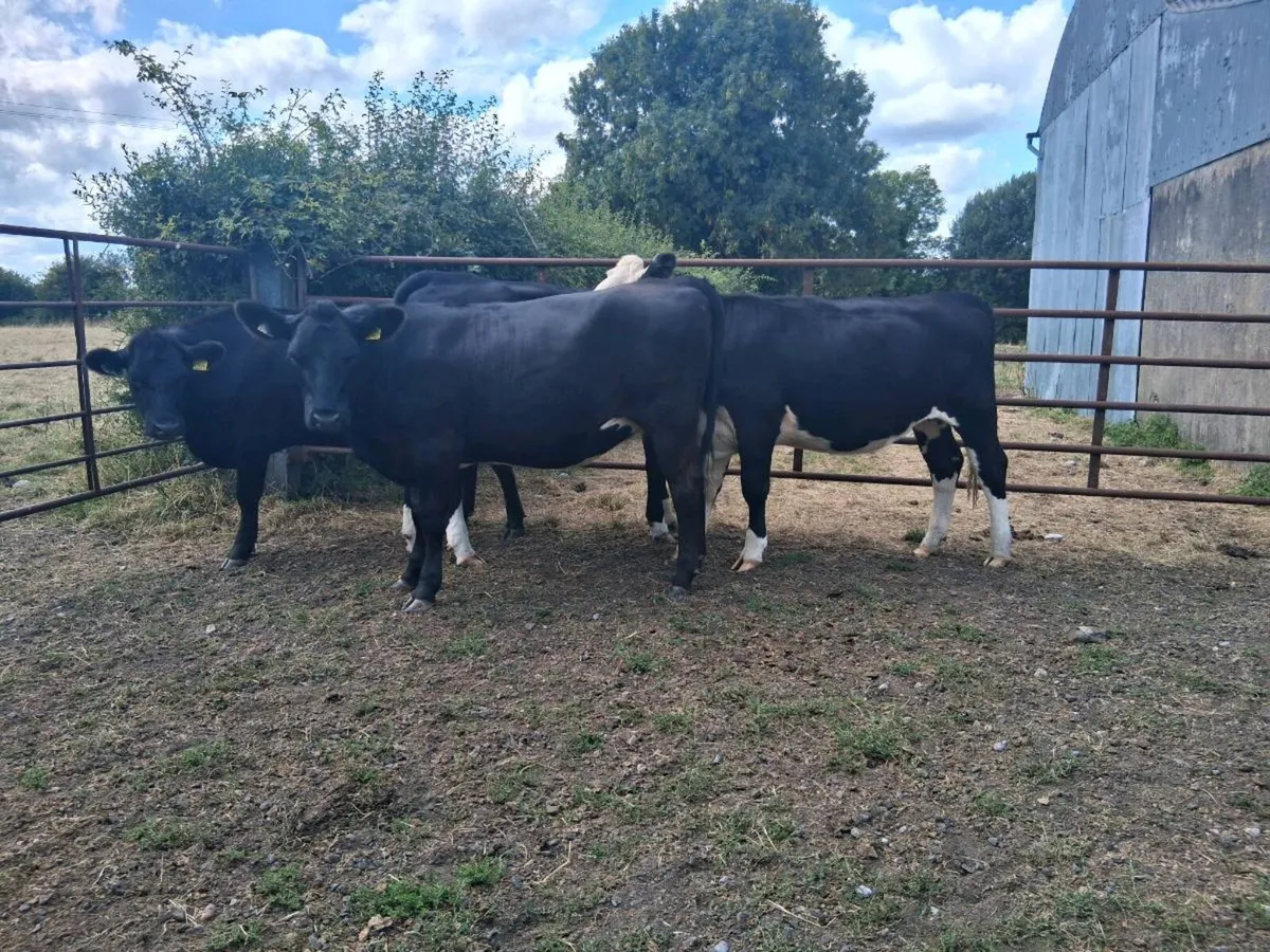 8 HEIFERS (370KGS) - Image 2