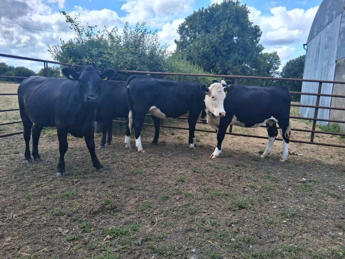8 HEIFERS (370KGS) - Image 1