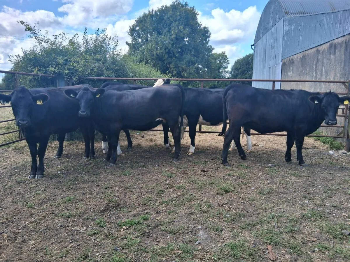 8 HEIFERS (370KGS) - Image 3