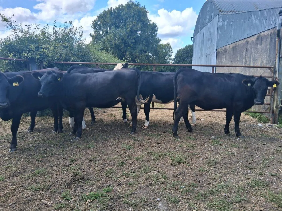 8 HEIFERS (370KGS) - Image 4
