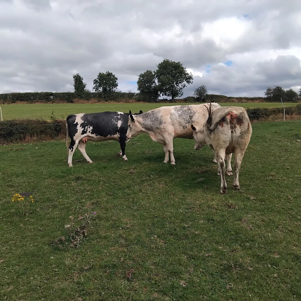 Livestock-continental in calf heifers - Image 1
