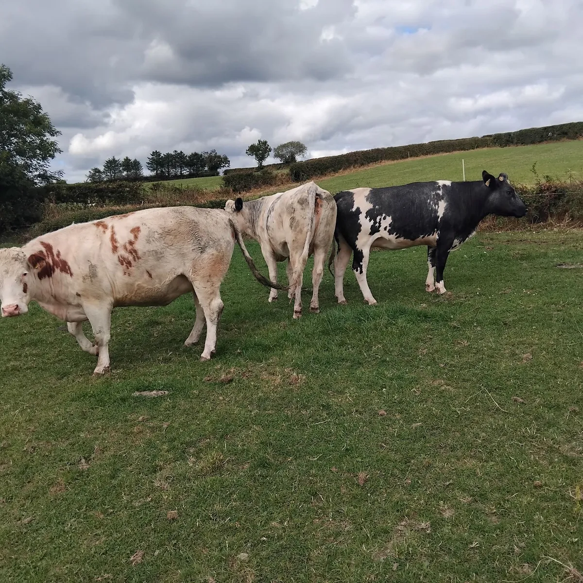 Livestock-continental in calf heifers - Image 2