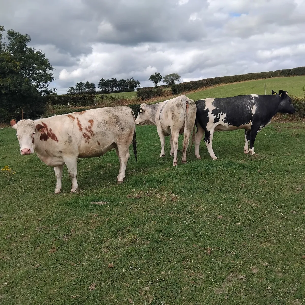 Livestock-continental in calf heifers - Image 3