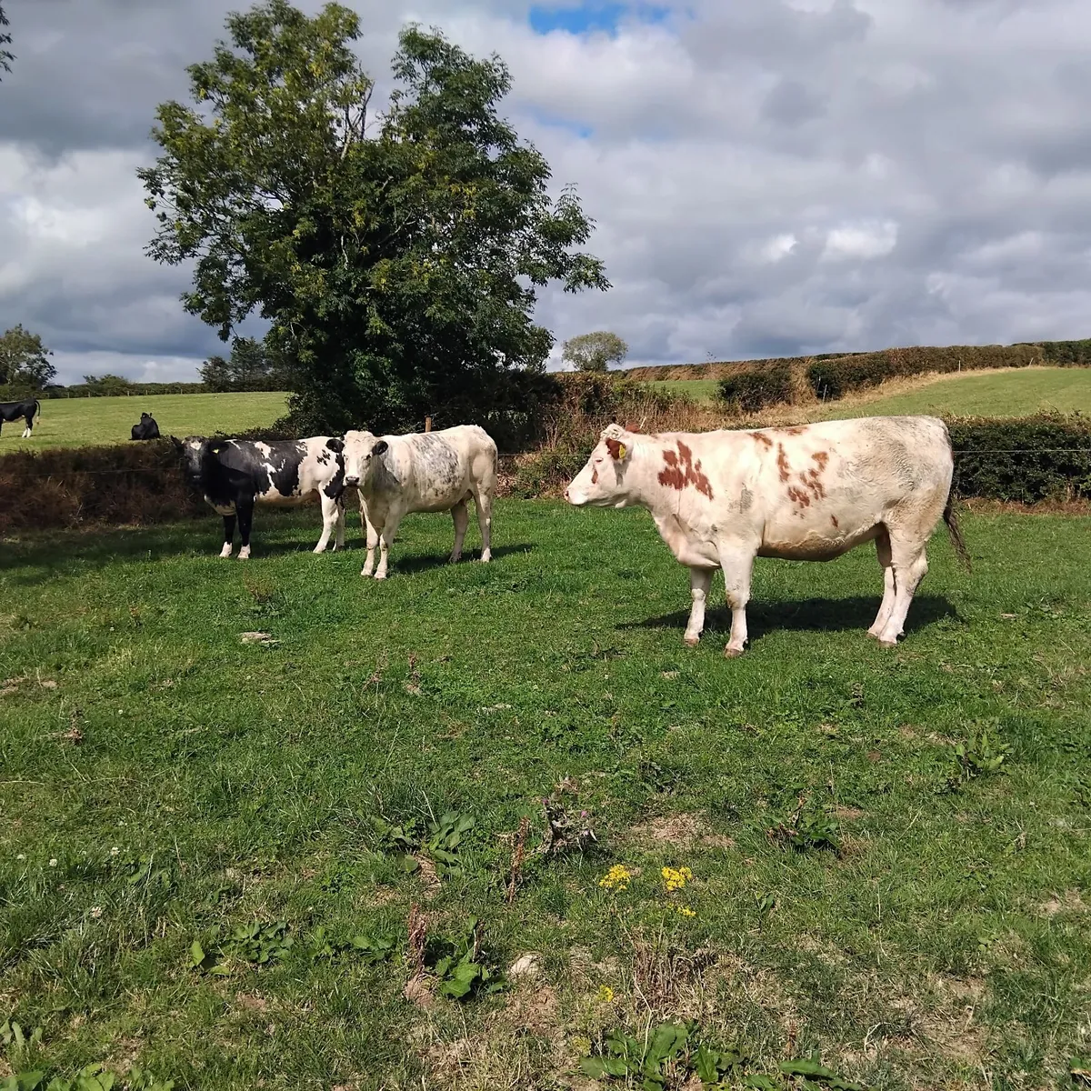 Livestock-continental in calf heifers - Image 4