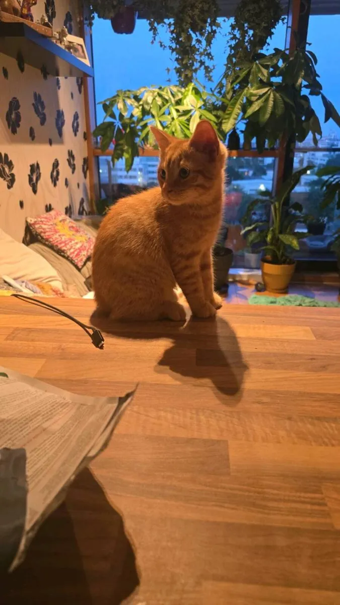 Bengal x british short haired kittens for sale - Image 1