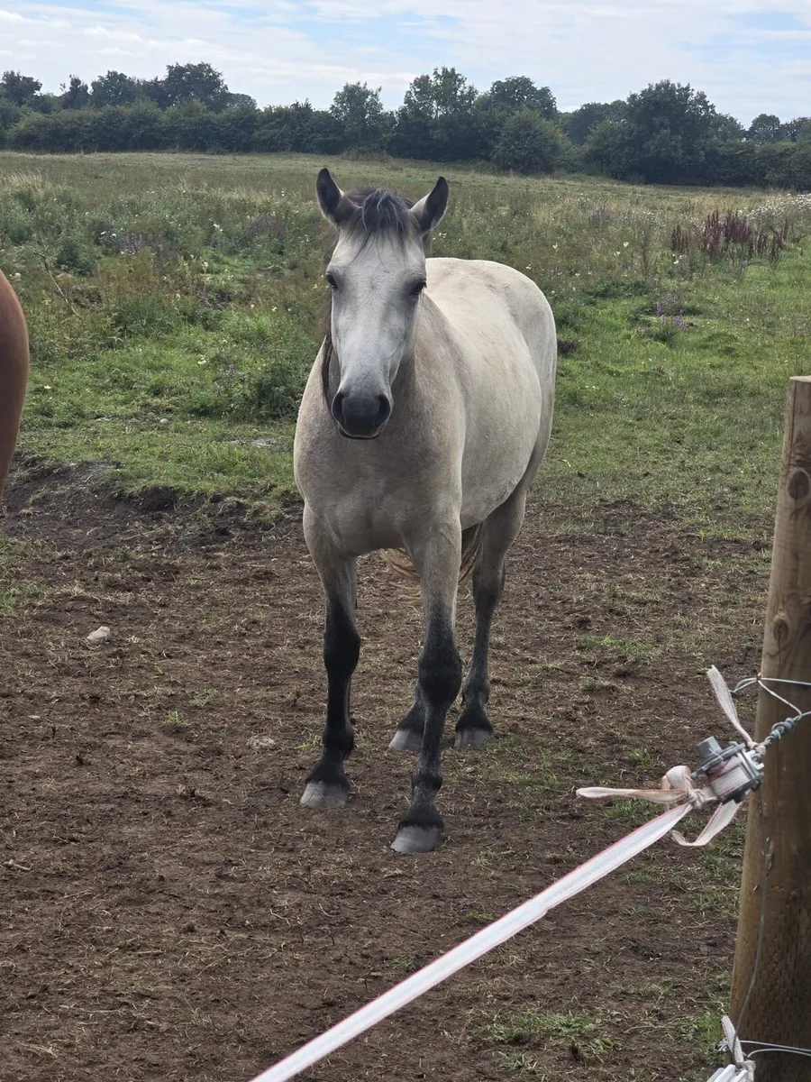 2 year old Dun Connemara Gelding - Image 2
