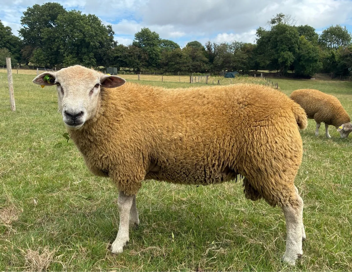 Pedigree Belclare Ram lambs - Image 1