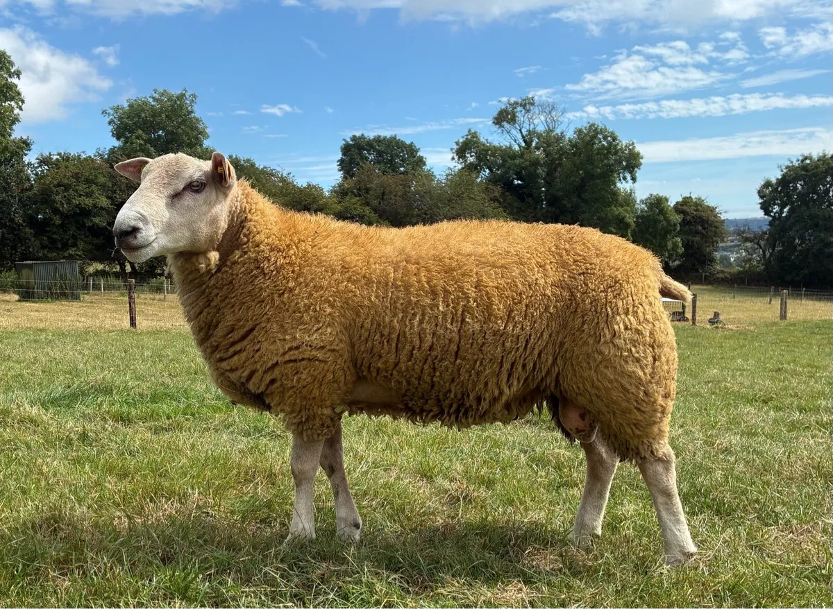 Pedigree Belclare Ram lambs - Image 4
