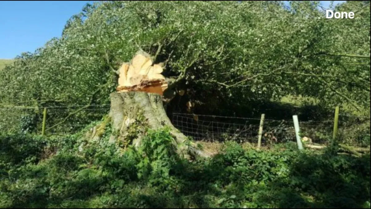 Tree felling - Image 2