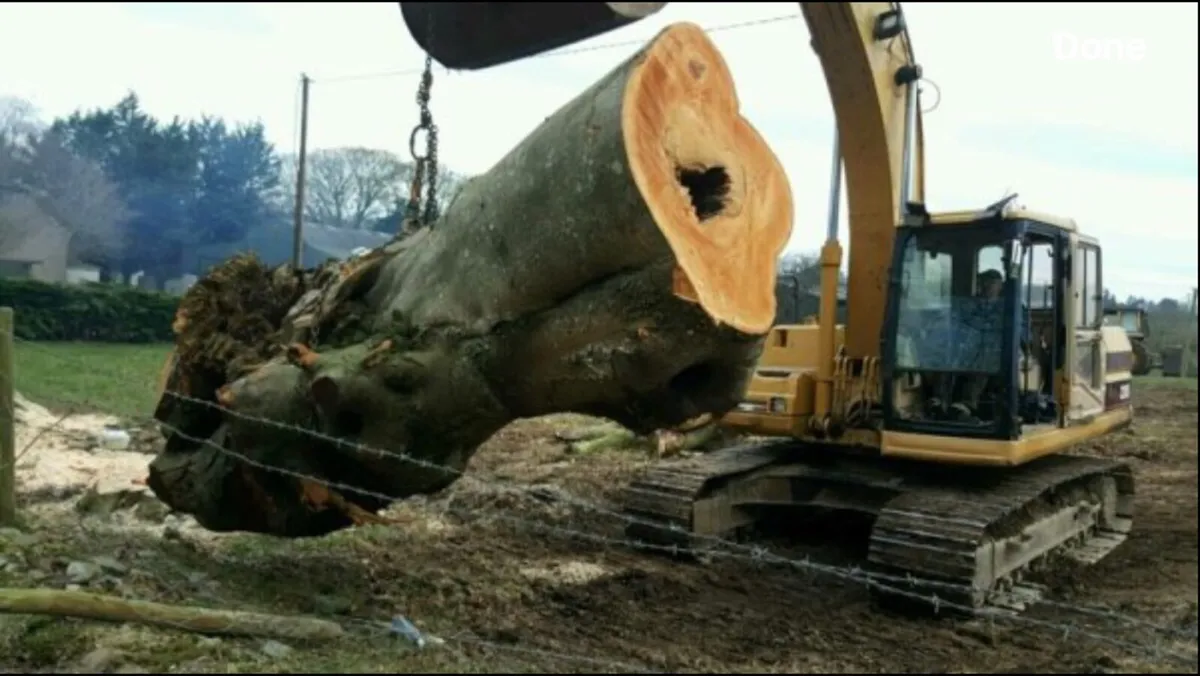 Tree felling - Image 3