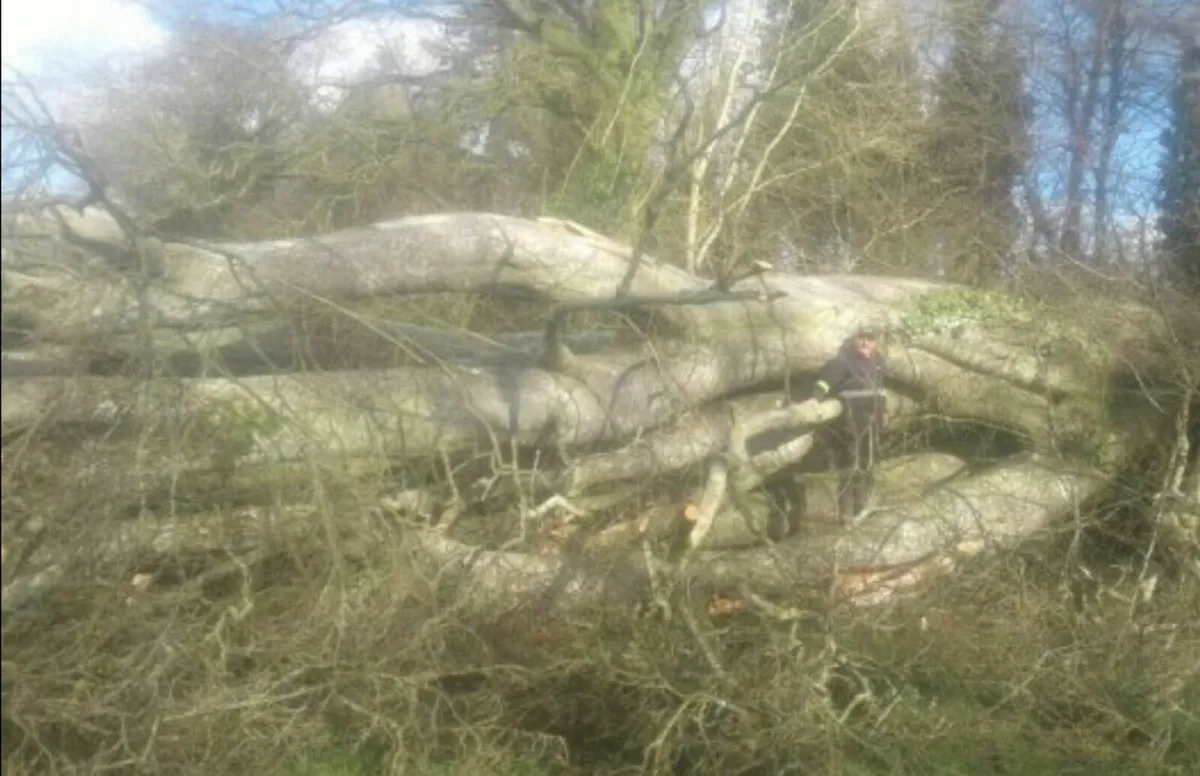 Tree felling - Image 4