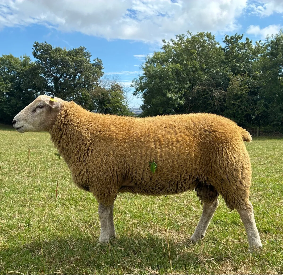 Pedigree Belclare Ram lambs - Image 2