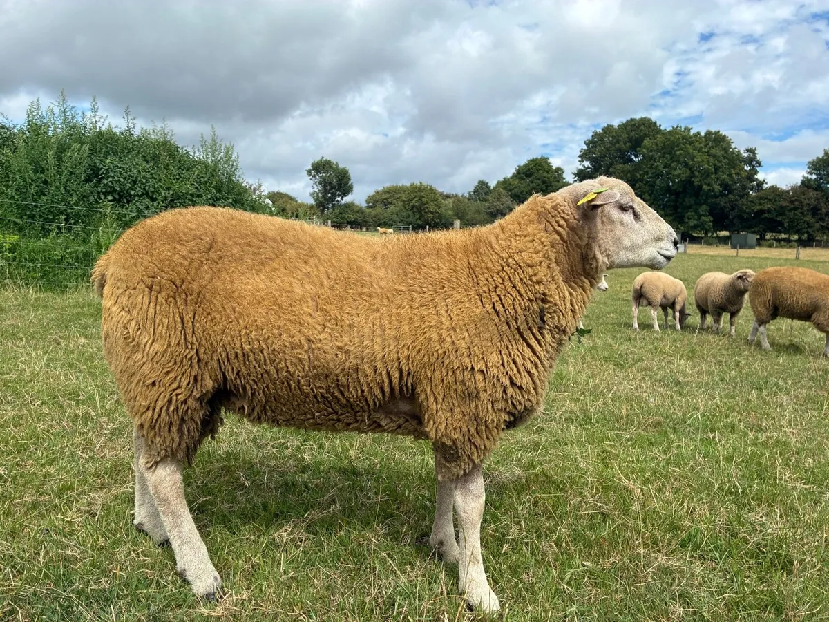 Pedigree Belclare Ram lambs - Image 3