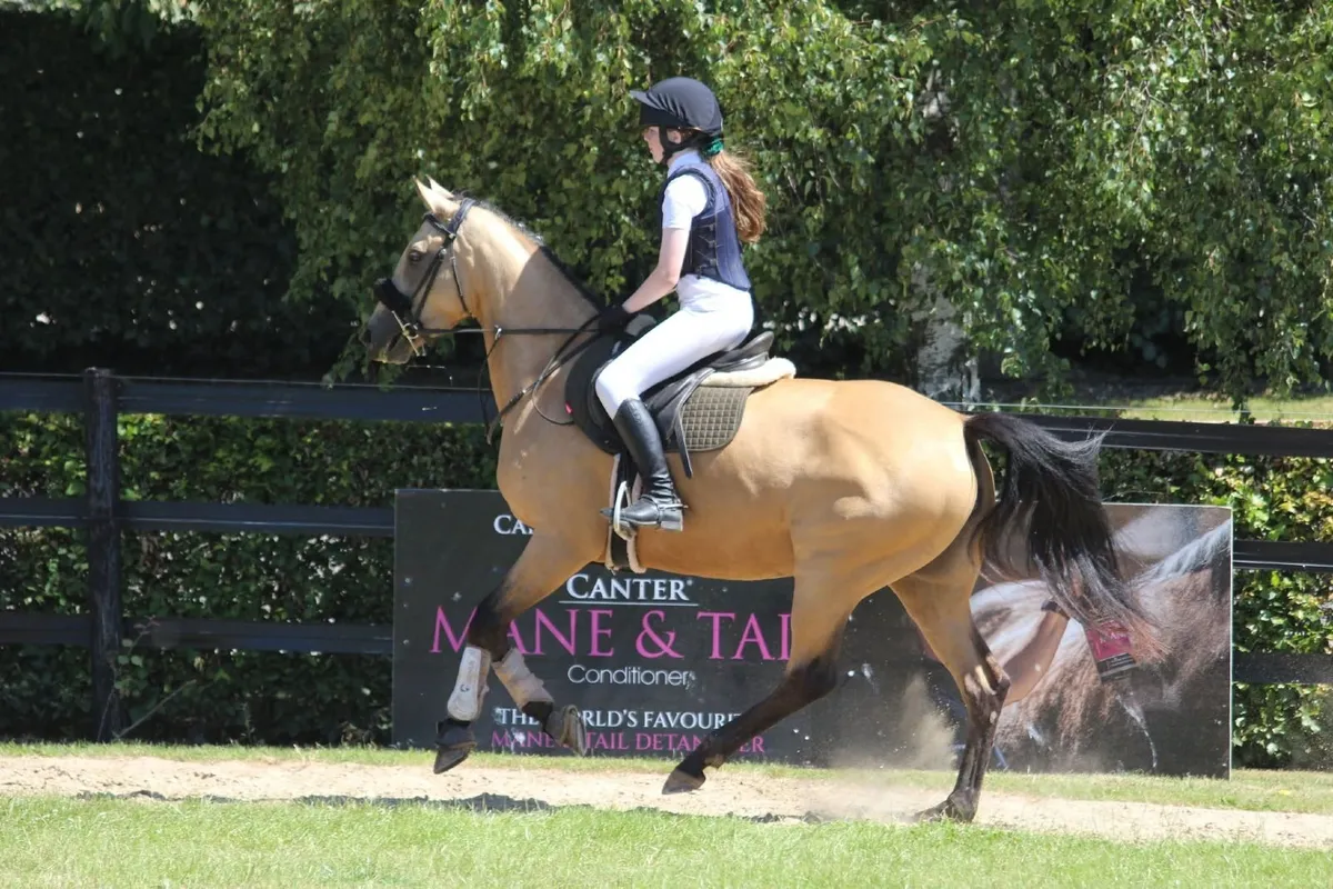 Quality 5-Year-Old Dun Mare – Serious Potential - Image 1