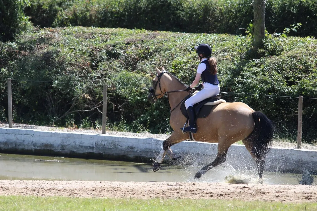 Quality 5-Year-Old Dun Mare – Serious Potential - Image 2