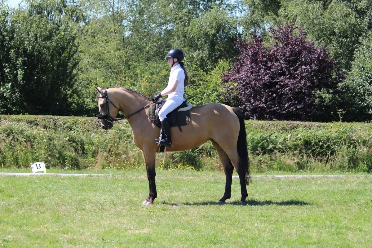 Quality 5-Year-Old Dun Mare – Serious Potential - Image 4