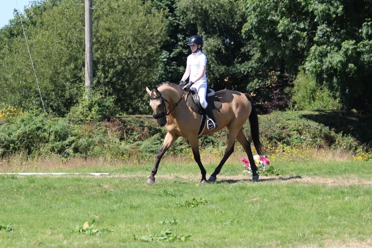 Quality 5-Year-Old Dun Mare – Serious Potential - Image 3