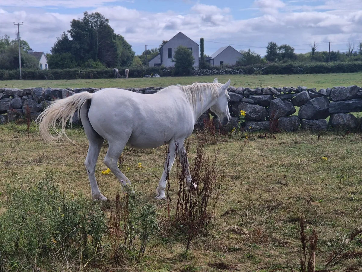 Horse - Image 1