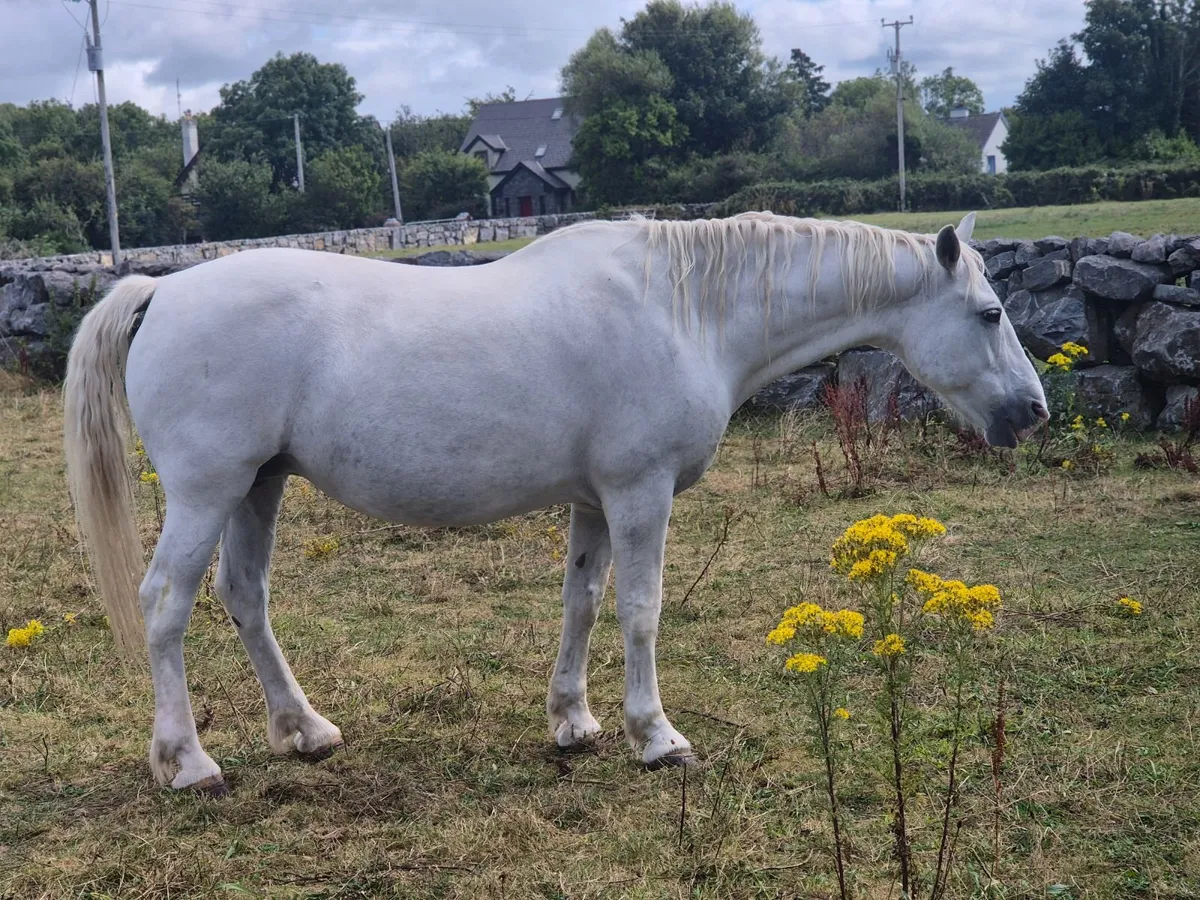 Horse - Image 2