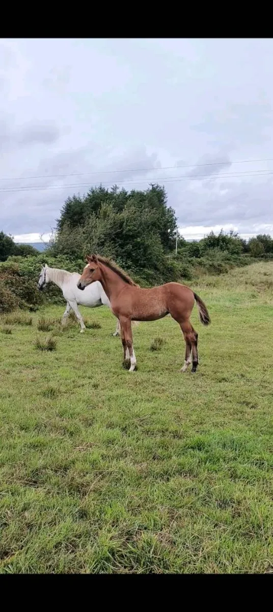 Filly foal half sister to Monart Graduate - Image 1