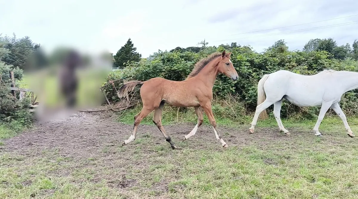 Filly foal half sister to Monart Graduate - Image 3