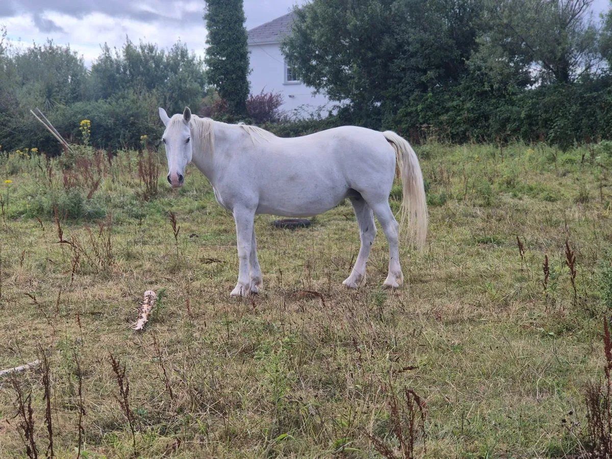 Horse - Image 4