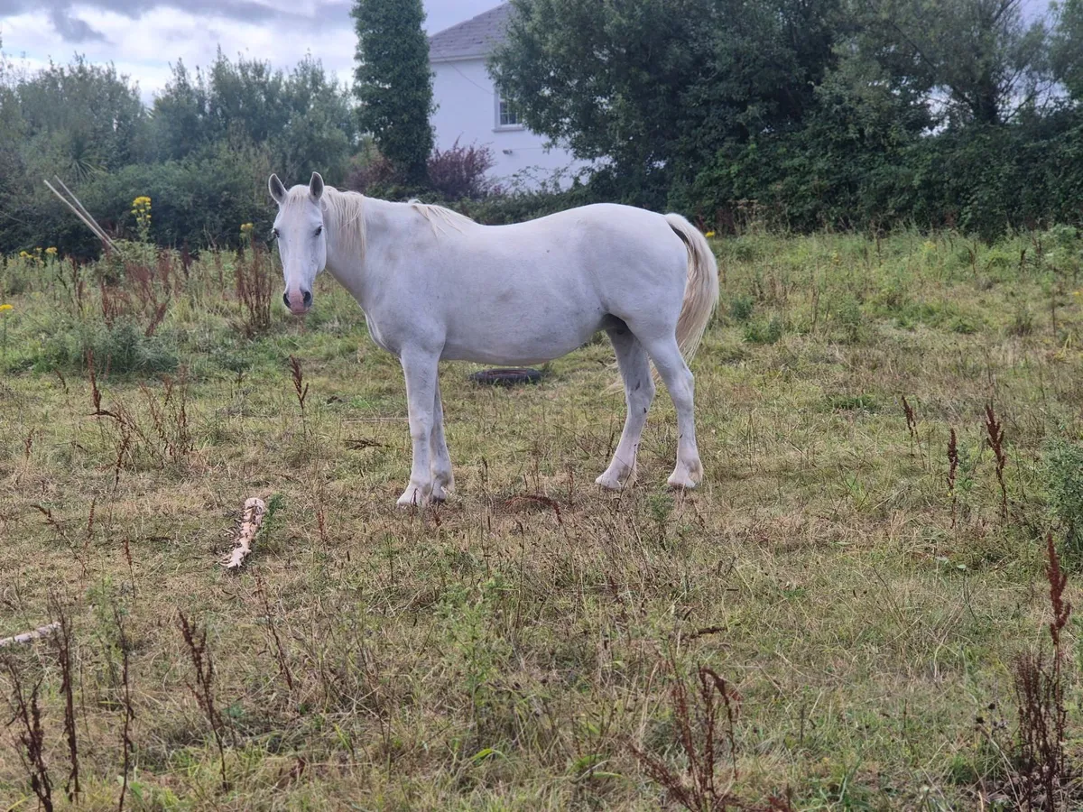 Horse - Image 3