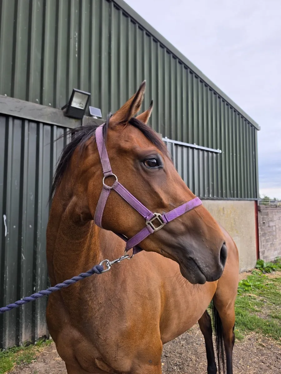 Order of St George Filly - Image 2