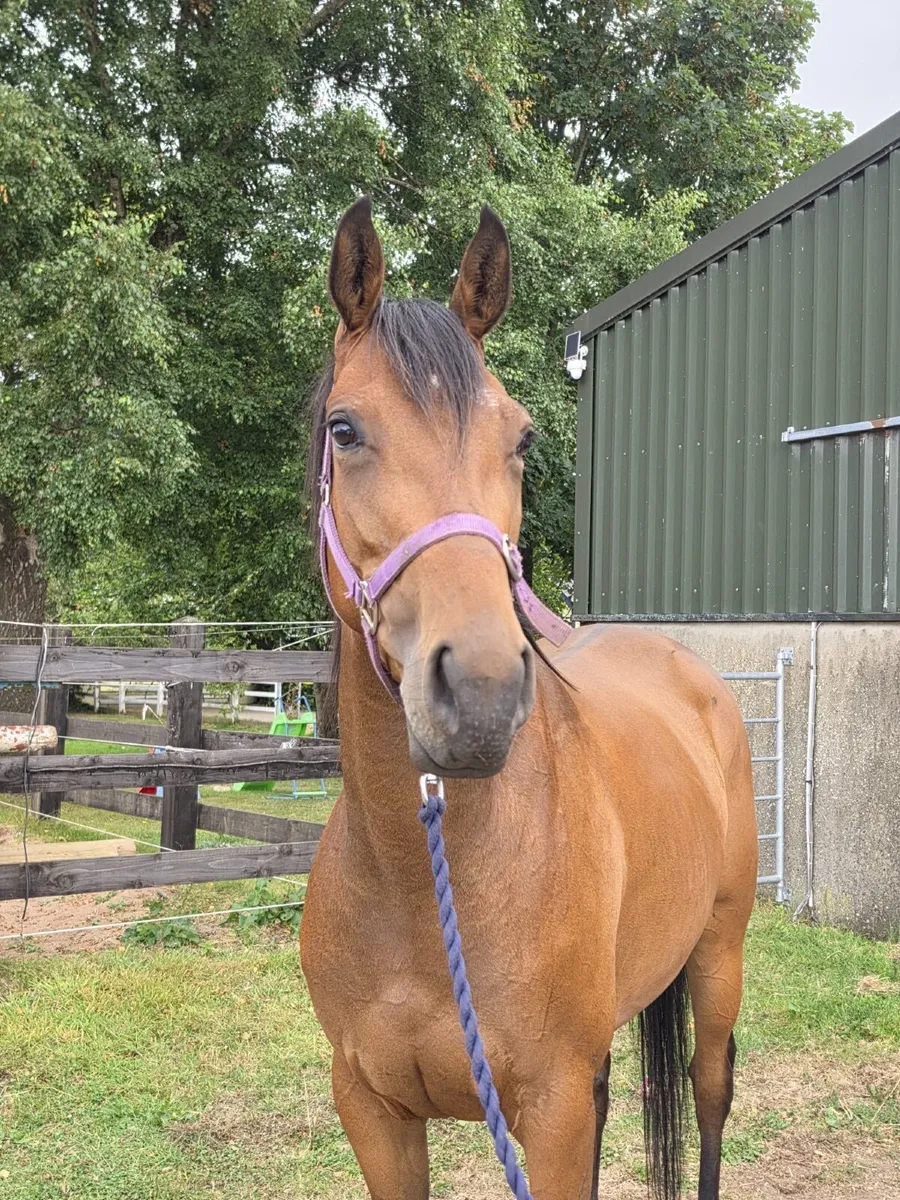Order of St George Filly - Image 3