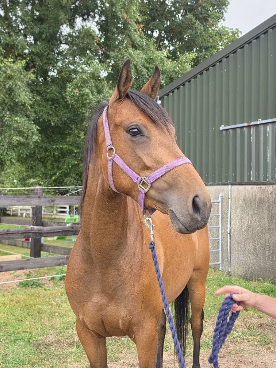 Order of St George Filly - Image 1