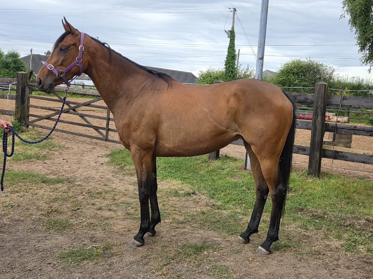 Order of St George Filly - Image 4