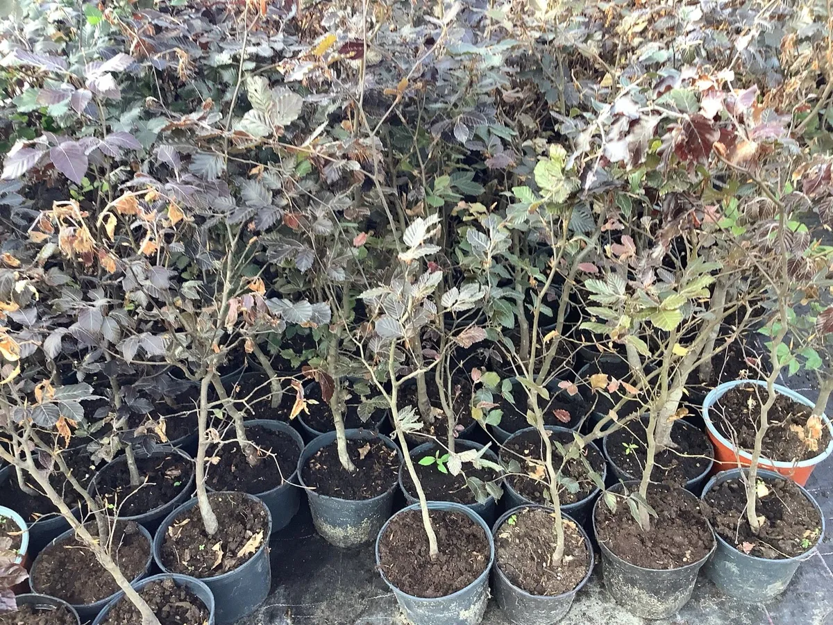 Portuguese Laurel - Image 2