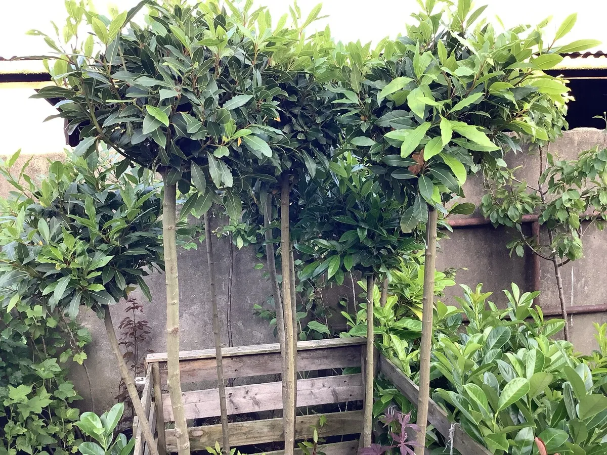 Portuguese Laurel - Image 3