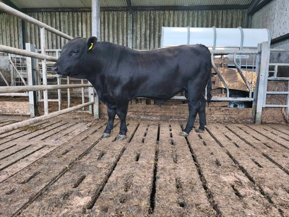 Angus bulls - Image 3