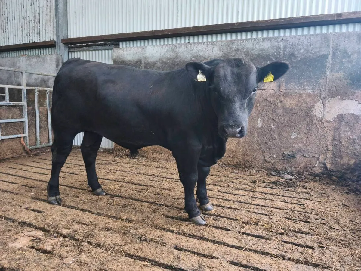 Angus bulls - Image 1
