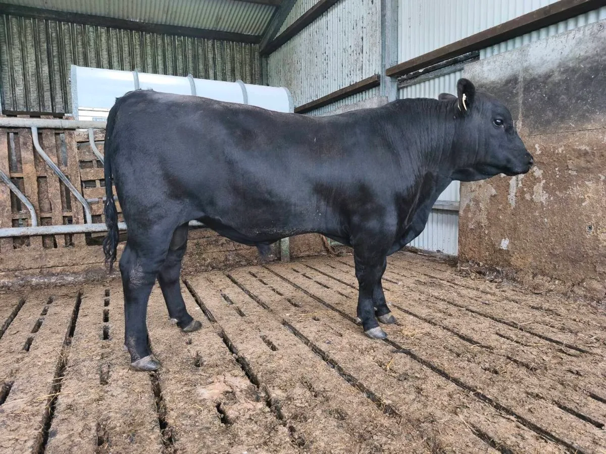 Angus bulls - Image 2
