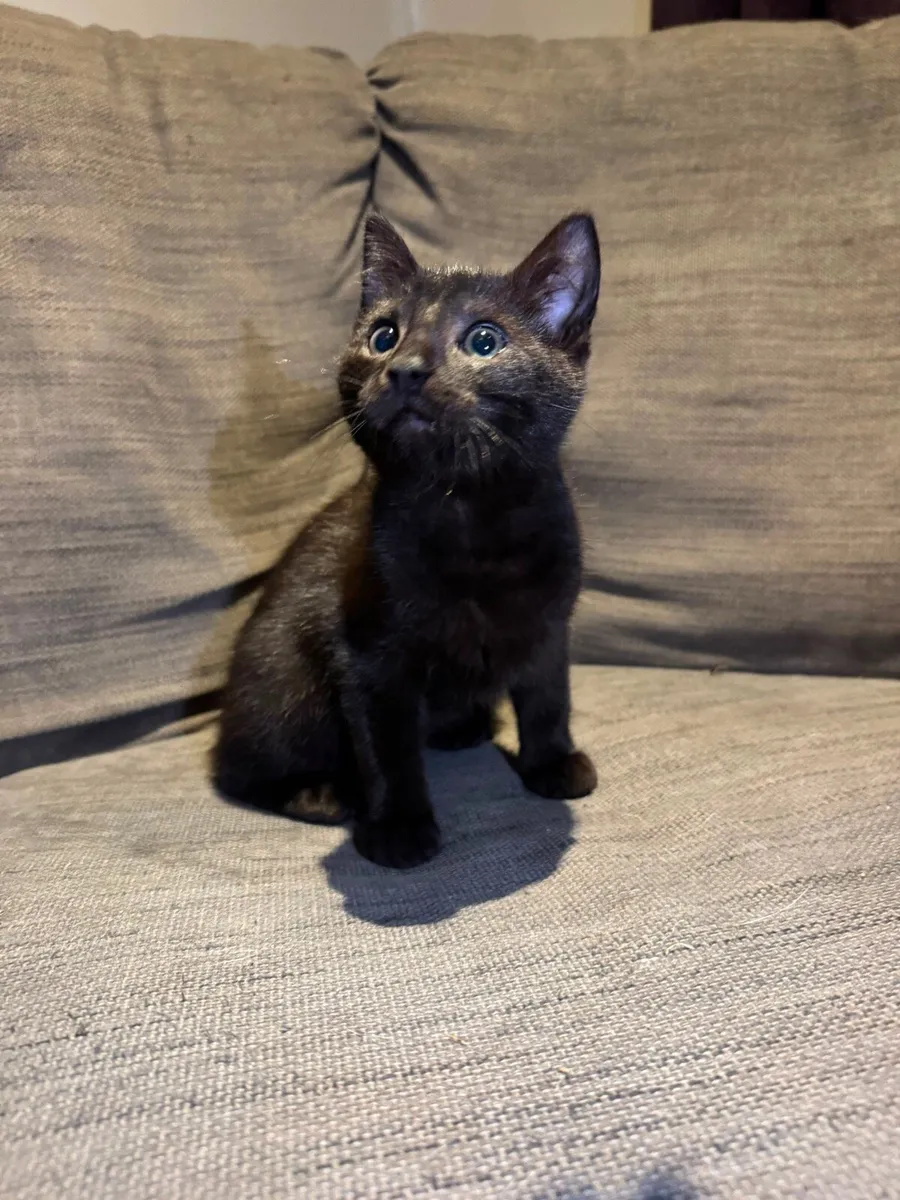 Kittens - Image 1