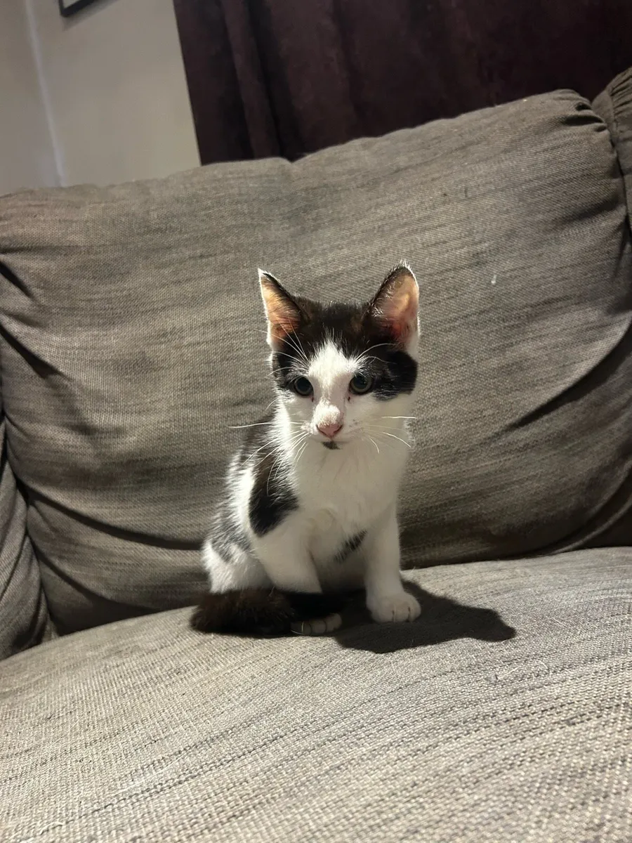 Kittens - Image 4