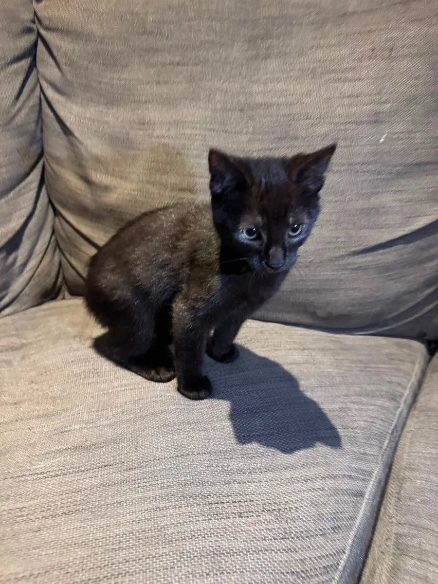 Kittens - Image 2
