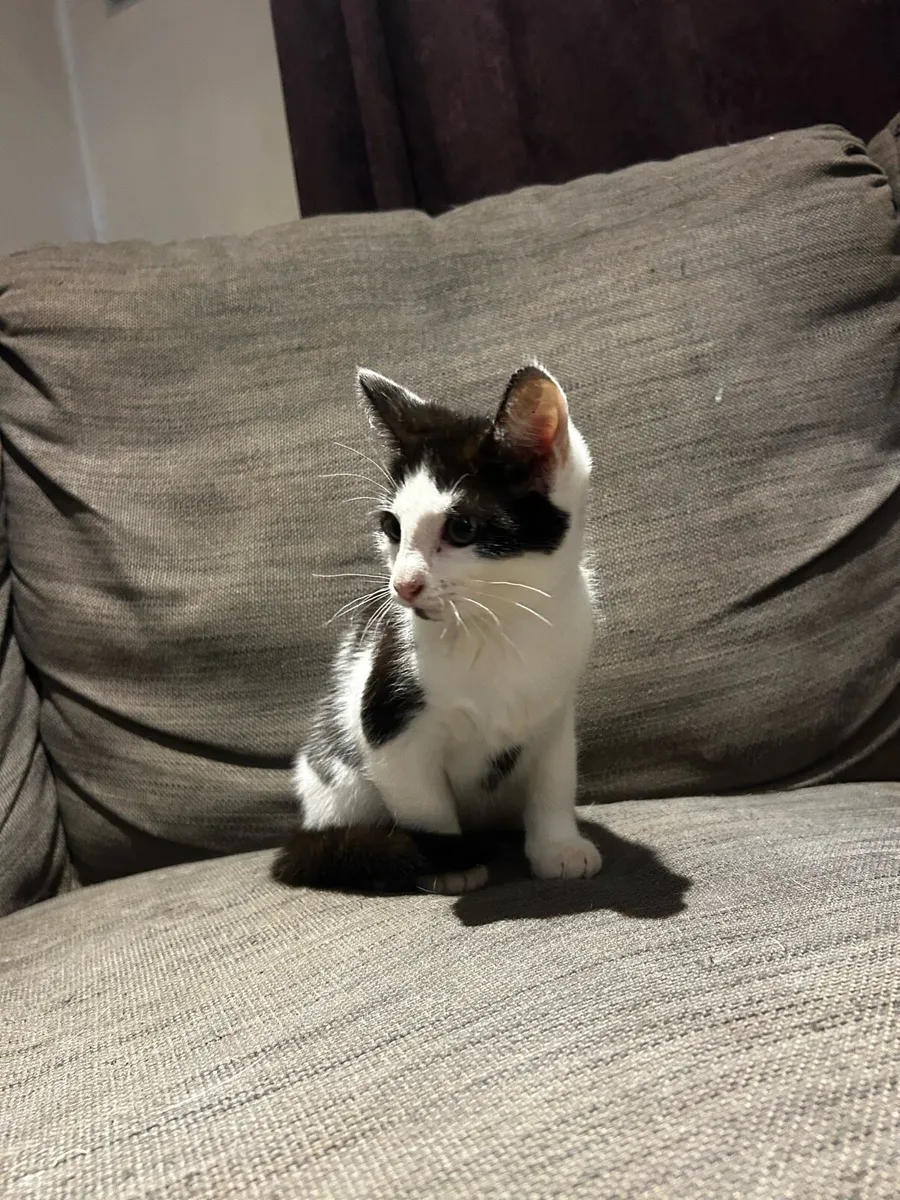 Kittens - Image 3