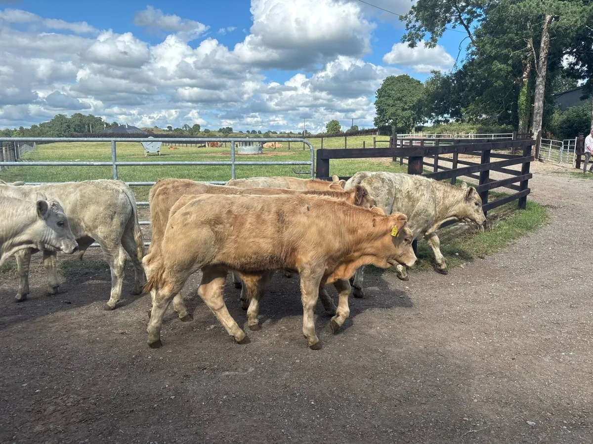 10 super charlaois weanling bullocks - Image 1