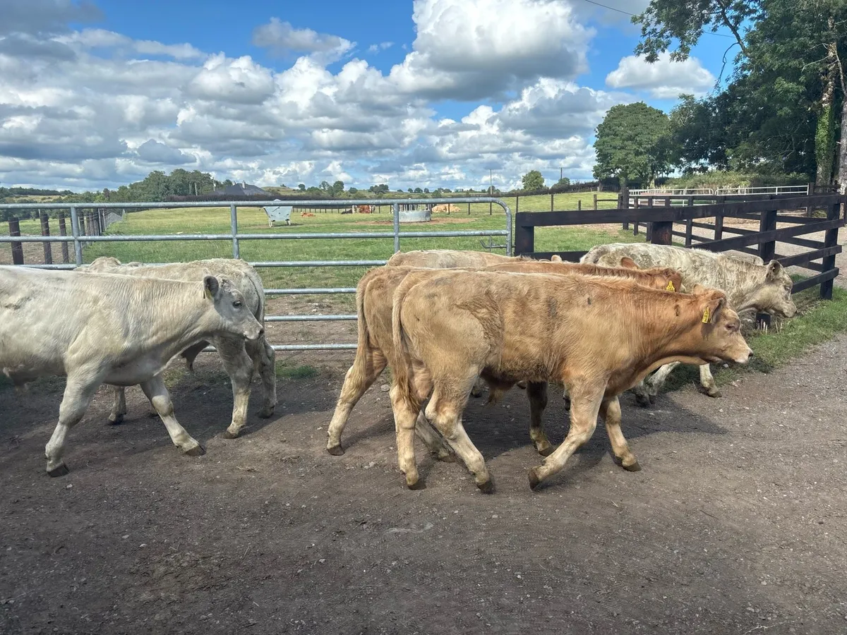 10 super charlaois weanling bullocks - Image 2