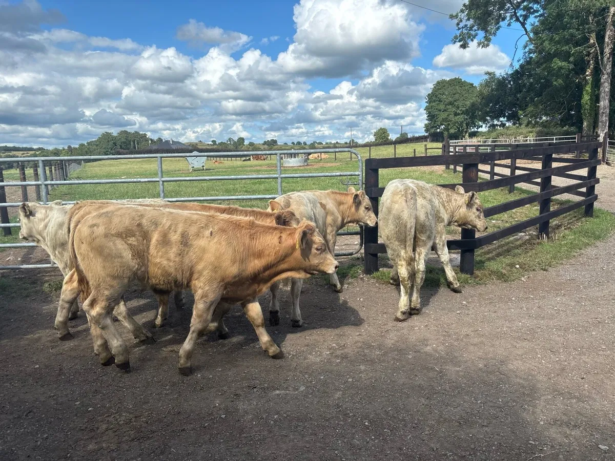 10 super charlaois weanling bullocks - Image 3