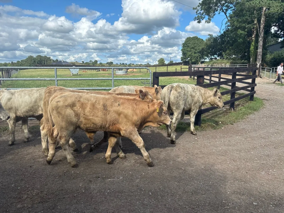 10 super charlaois weanling bullocks - Image 4