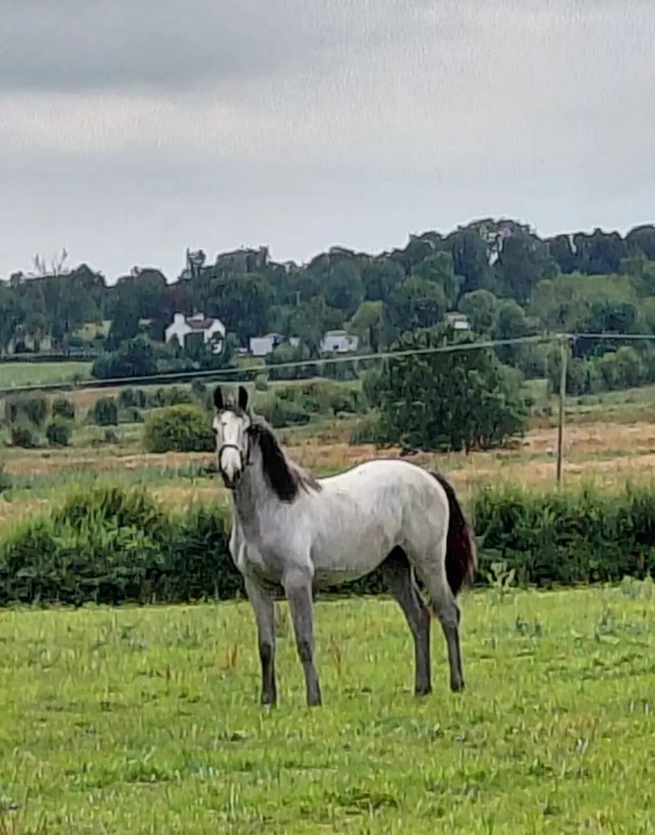 Yearling Sports Horse - Image 1