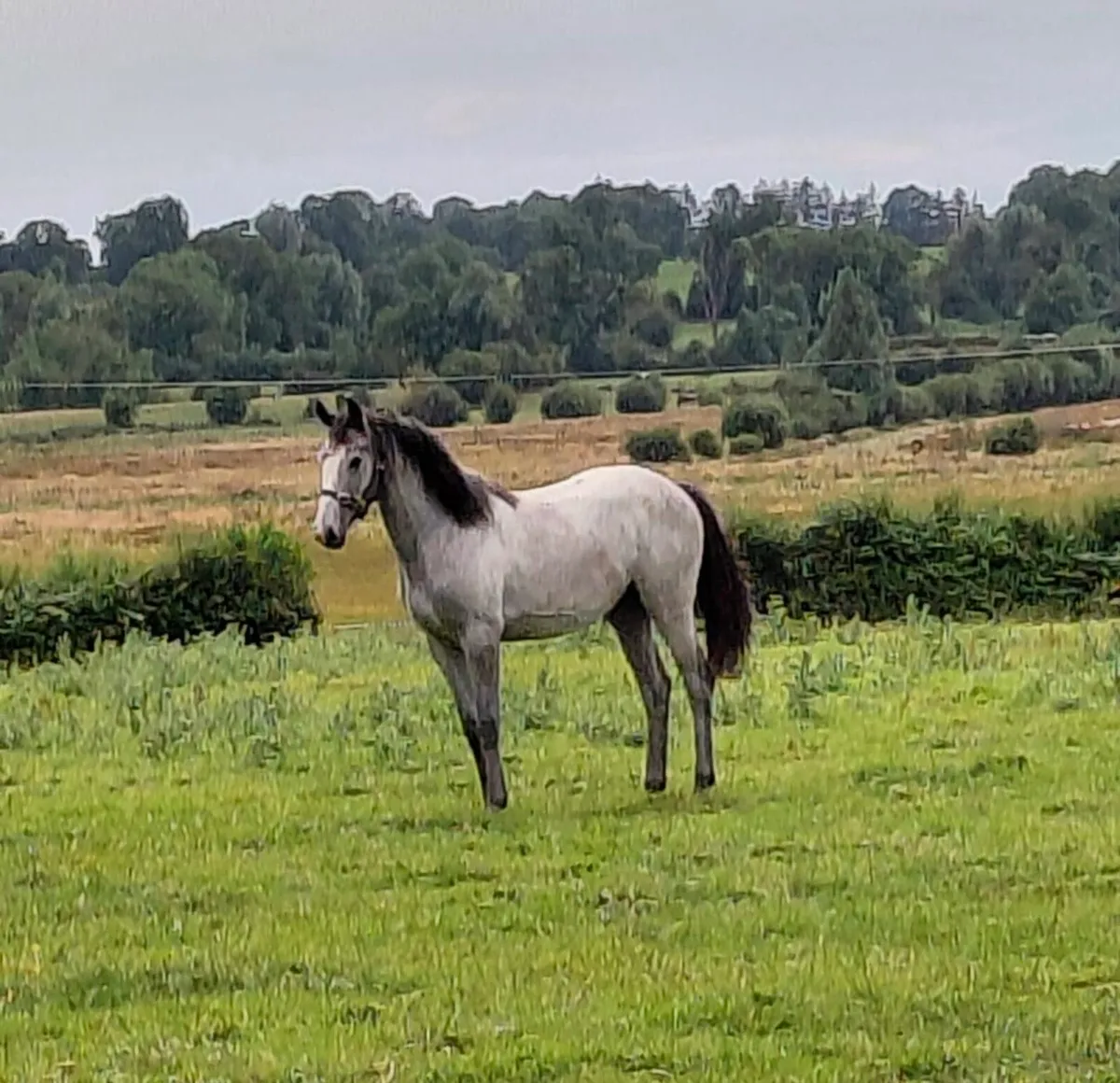 Yearling Sports Horse - Image 2